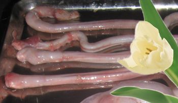 进口冷冻食品批发澳大利亚195厂羊鞭价格12000元吨