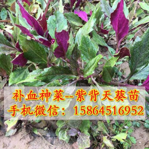 紫天葵苗观音菜 种苗 紫背天葵 补血菜 价格:1.2元