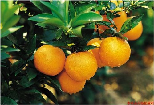 鑫鑫农业汕头哪里有夏橙果苗卖 价格:5元\/棵