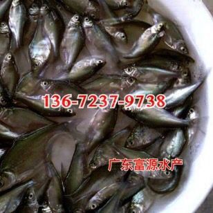 廣西賀州三角魴廣西桂林邊魚苗批發