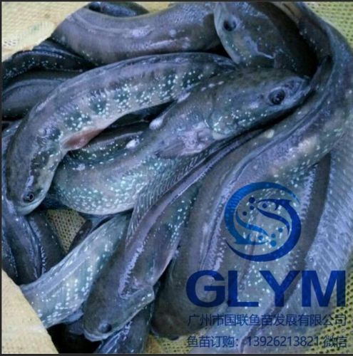 魚苗苗種稱星魚苗花星魚苗