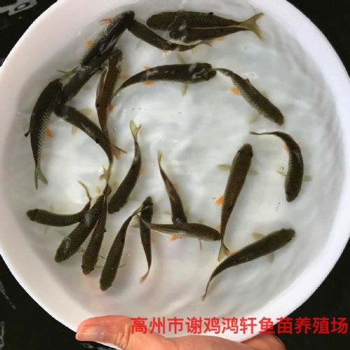 玉林军鱼苗广西贵港青竹鲩鱼苗批发
