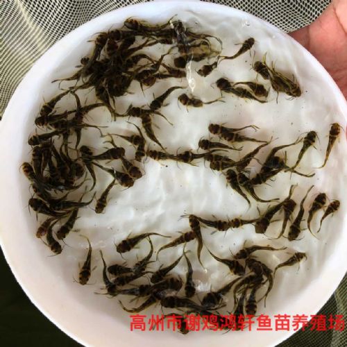 泉州黄骨鱼苗福建龙岩杂交黄颡鱼苗