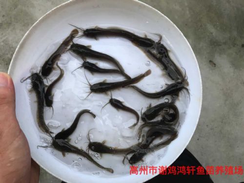 清远胡子鲶鱼苗广东茂名埃及塘鲺鱼苗批发