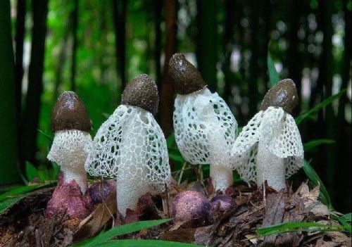 高原竹蓀廠商