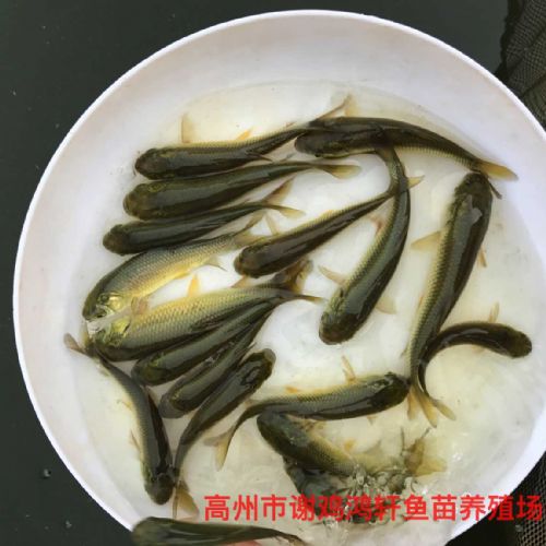 鹰潭长江鲩鱼苗江西九江长江草鱼苗批发