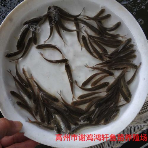 三明银鳕鱼苗福建漳州银雪鱼苗批发