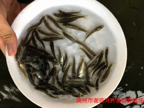 上饶鲈鱼苗江西抚州加州鲈鱼苗批发