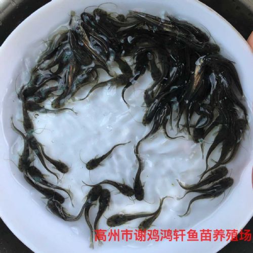 衡阳鲶鱼苗价格湖南常德大口鲶鱼苗批发