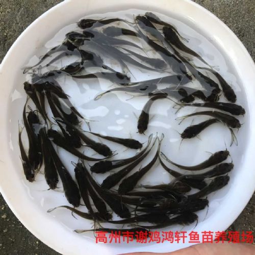 防城港叉尾鮰鱼苗广西北海叉尾鱼苗