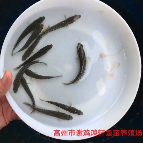 广东梅州生鱼苗广东惠州黑鱼苗批发