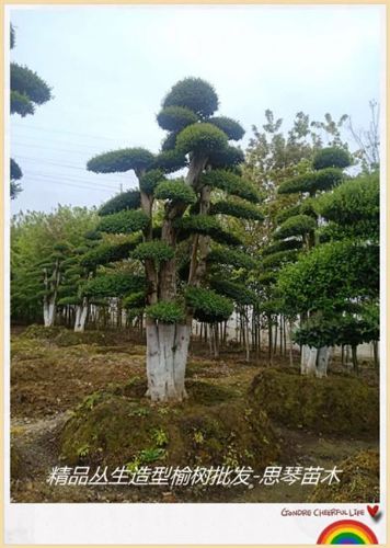 造型榆樹價格優惠-瀏陽榆樹苗圃批發找張總