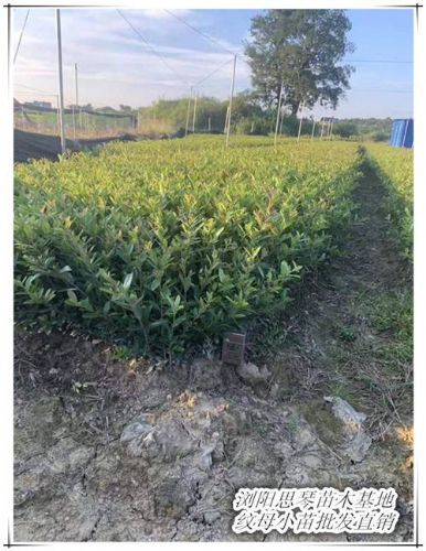 現挖先賣紋母小苗-瀏陽紋母小毛球-柏加紋母杯苗便宜銷