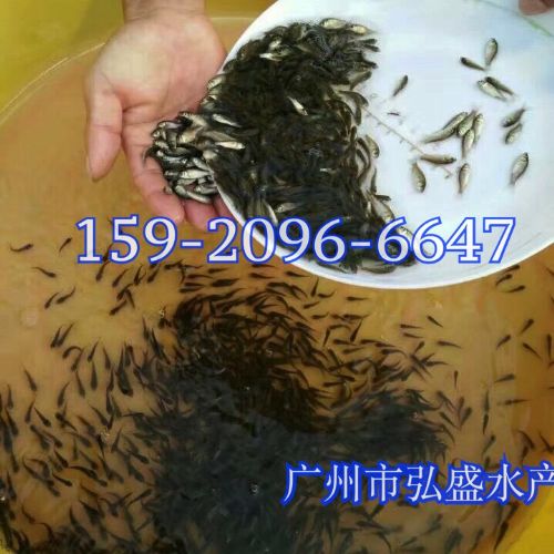 廣東中山建鯉魚苗廣東梅州鯉魚苗批發