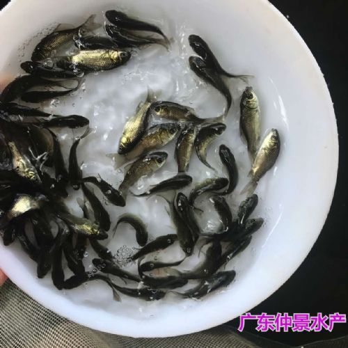 江苏连云港建鲤鱼苗江苏常州鲤鱼苗批发