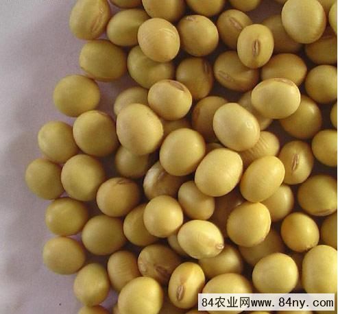 哪里的大豆产量最高质量最好 8381191659704311.jpg