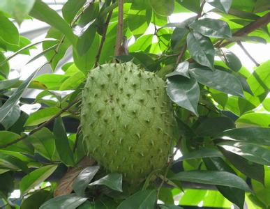 西安塞纳生物技术刺番荔枝提取物Graviola 价格