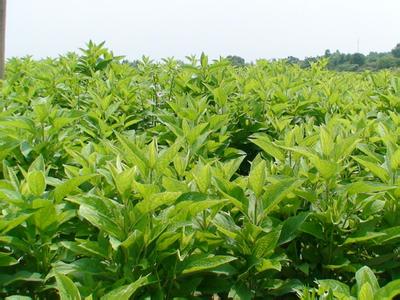 中药材种植中药材种植柴胡的方法